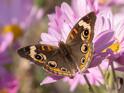 Junonia coenia (Common Buckeye).jpg